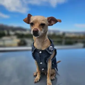 dog clothes that don't chafe