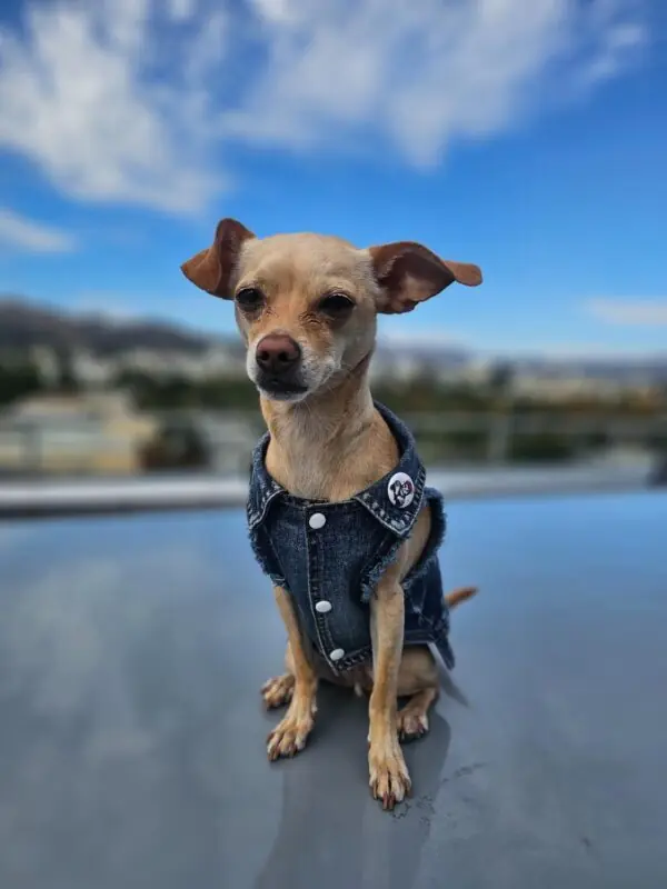 dog clothes that don't chafe