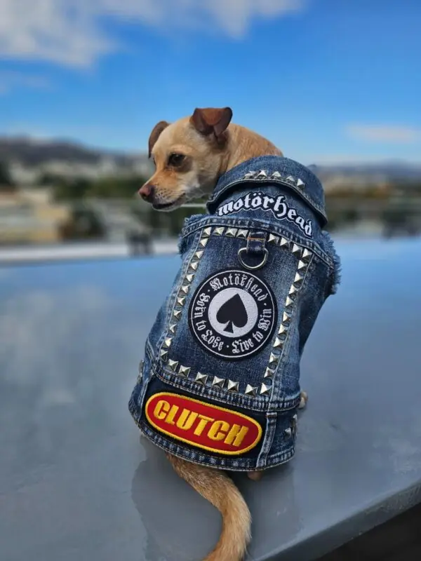 dog vest size guide