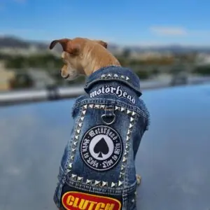 durable dog clothing for hiking