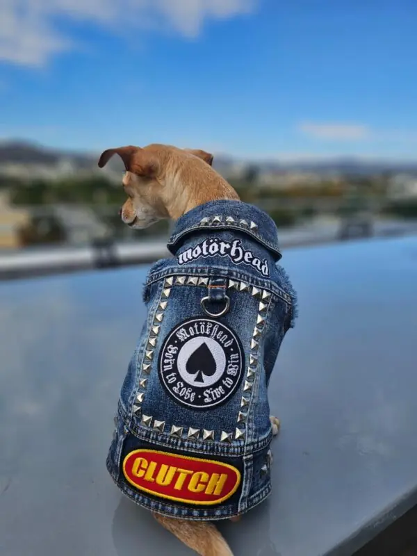 durable dog clothing for hiking