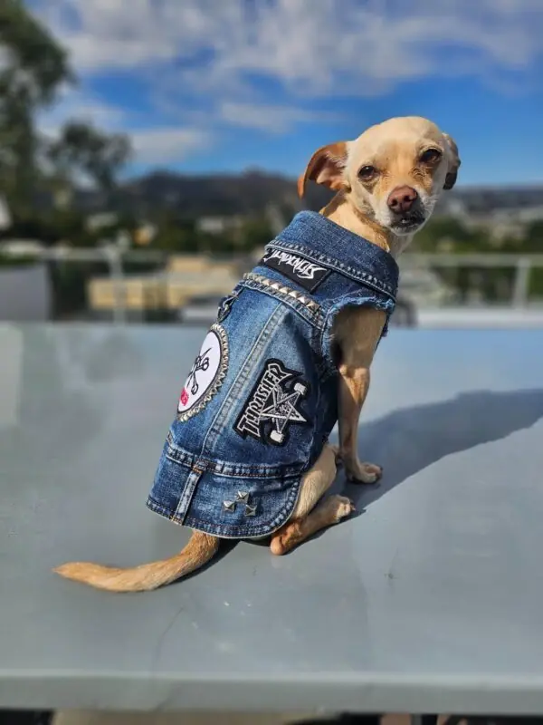 what to look for in a dog jacket
