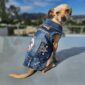 what to look for in a dog jacket