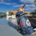 dog friendly music festivals tips