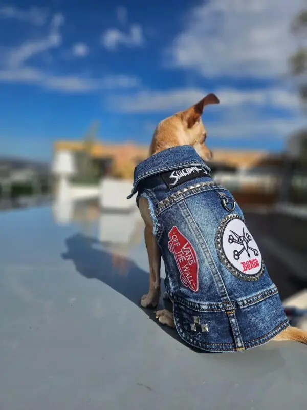 dog friendly music festivals tips