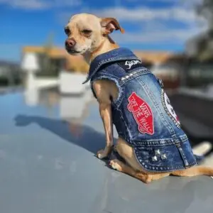 unique dog apparel brands
