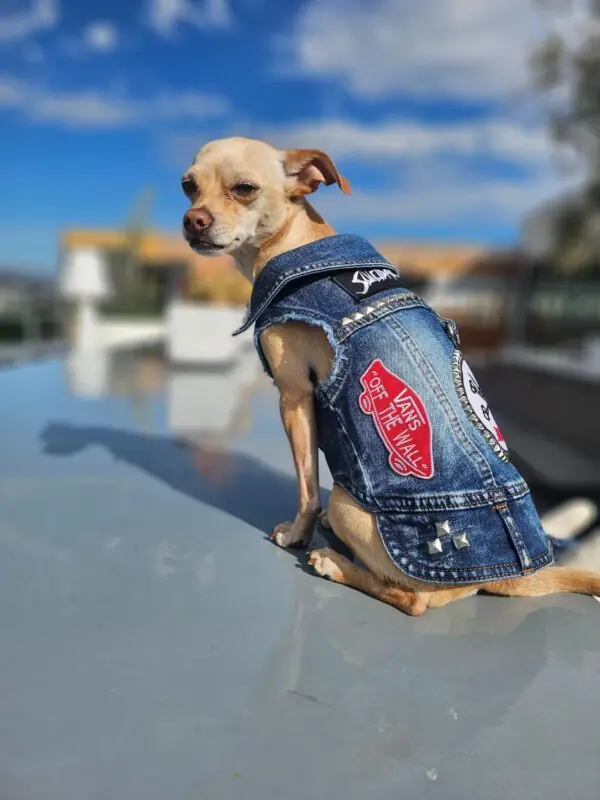unique dog apparel brands