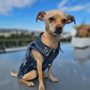 dog clothes for active dogs