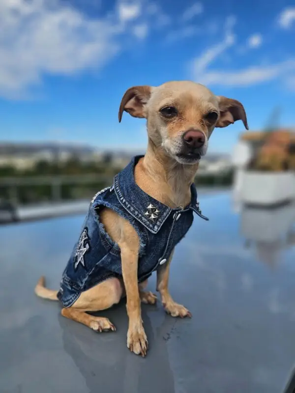 dog clothes for active dogs