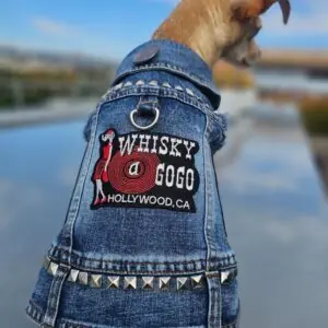 alternative wedding dog attire