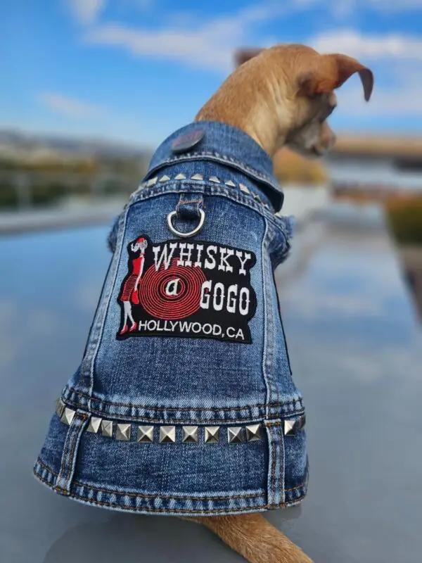 alternative wedding dog attire