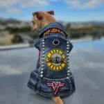personalized dog clothing ideas