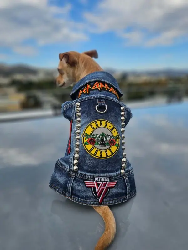 personalized dog clothing ideas