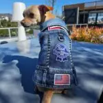 Blue Collar 3 - Hollywood Dog Threads | Customer made vests for dogs