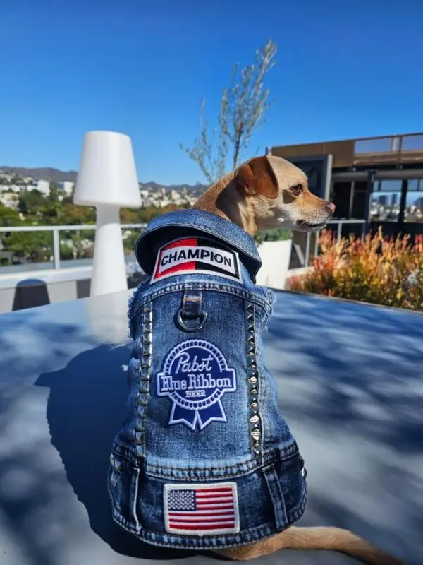 Blue Collar 4 - Hollywood Dog Threads | Customer made vests for dogs