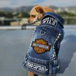 biker dog patched vest