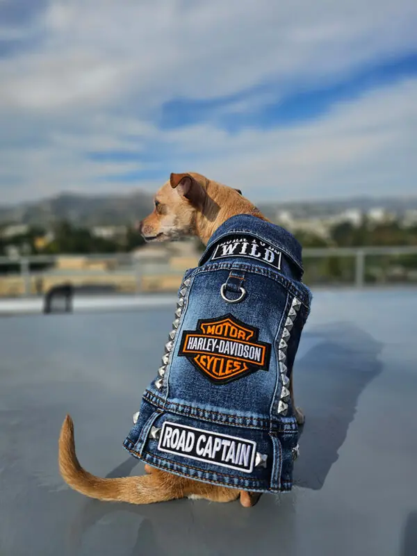 biker2 - Hollywood Dog Threads | Customer made vests for dogs