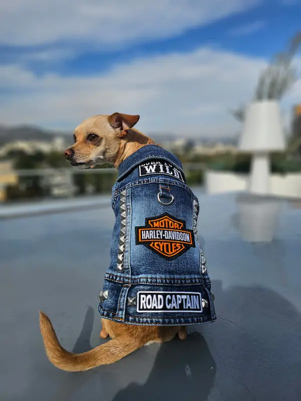 biker3 - Hollywood Dog Threads | Customer made vests for dogs