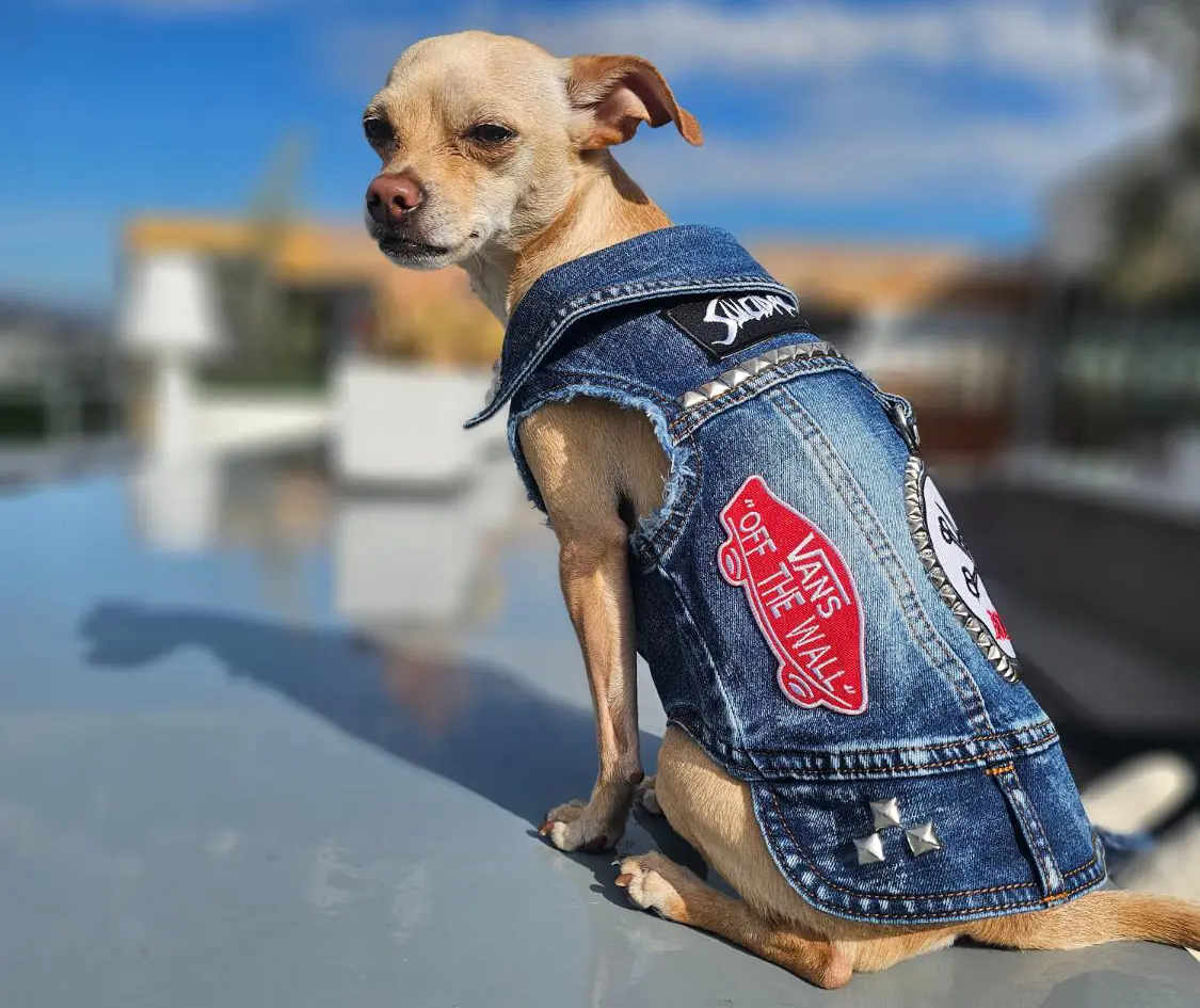 contact us page - Hollywood Dog Threads | Customer made vests for dogs
